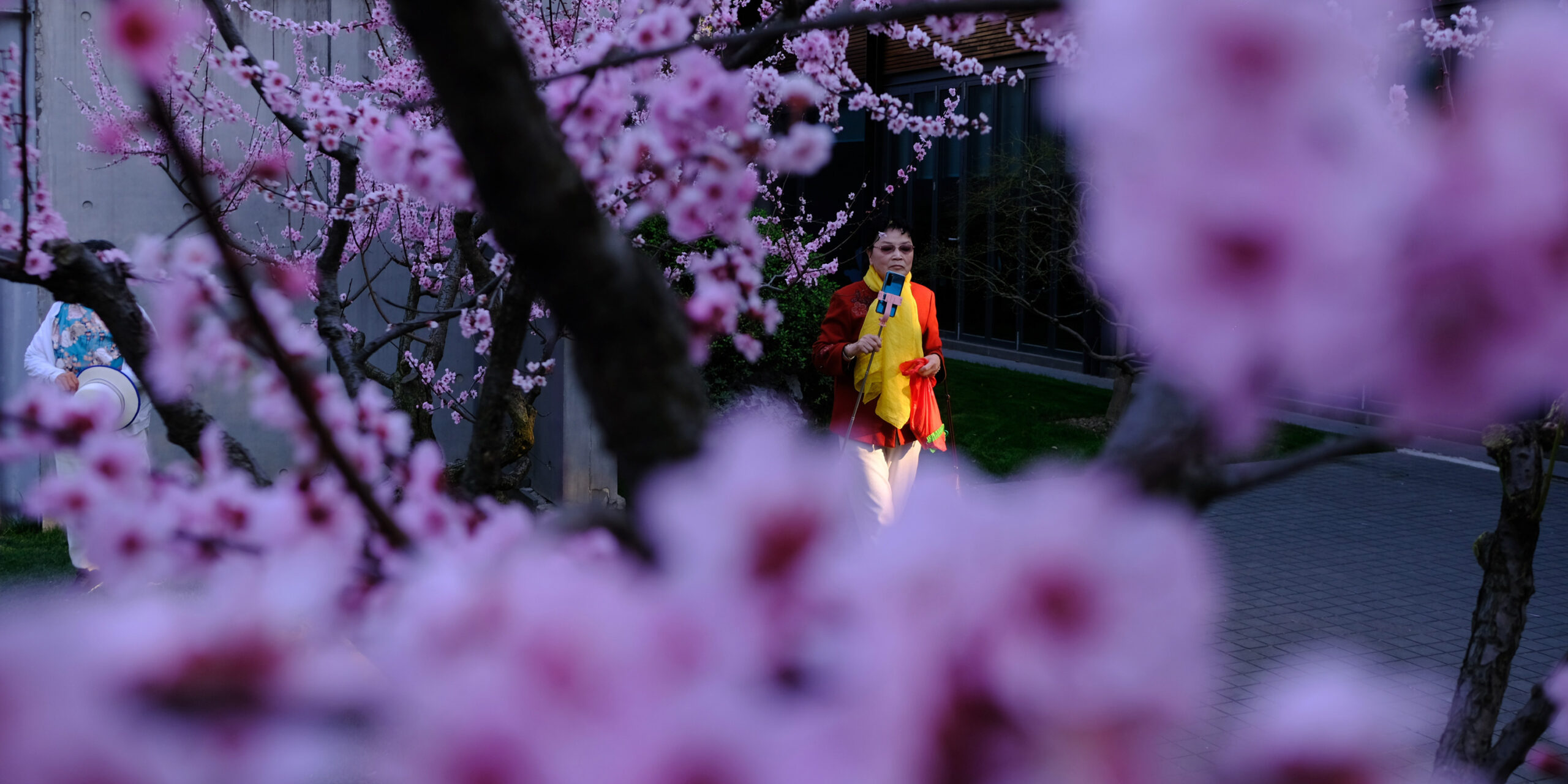 Collage: Shanghai in Bloom