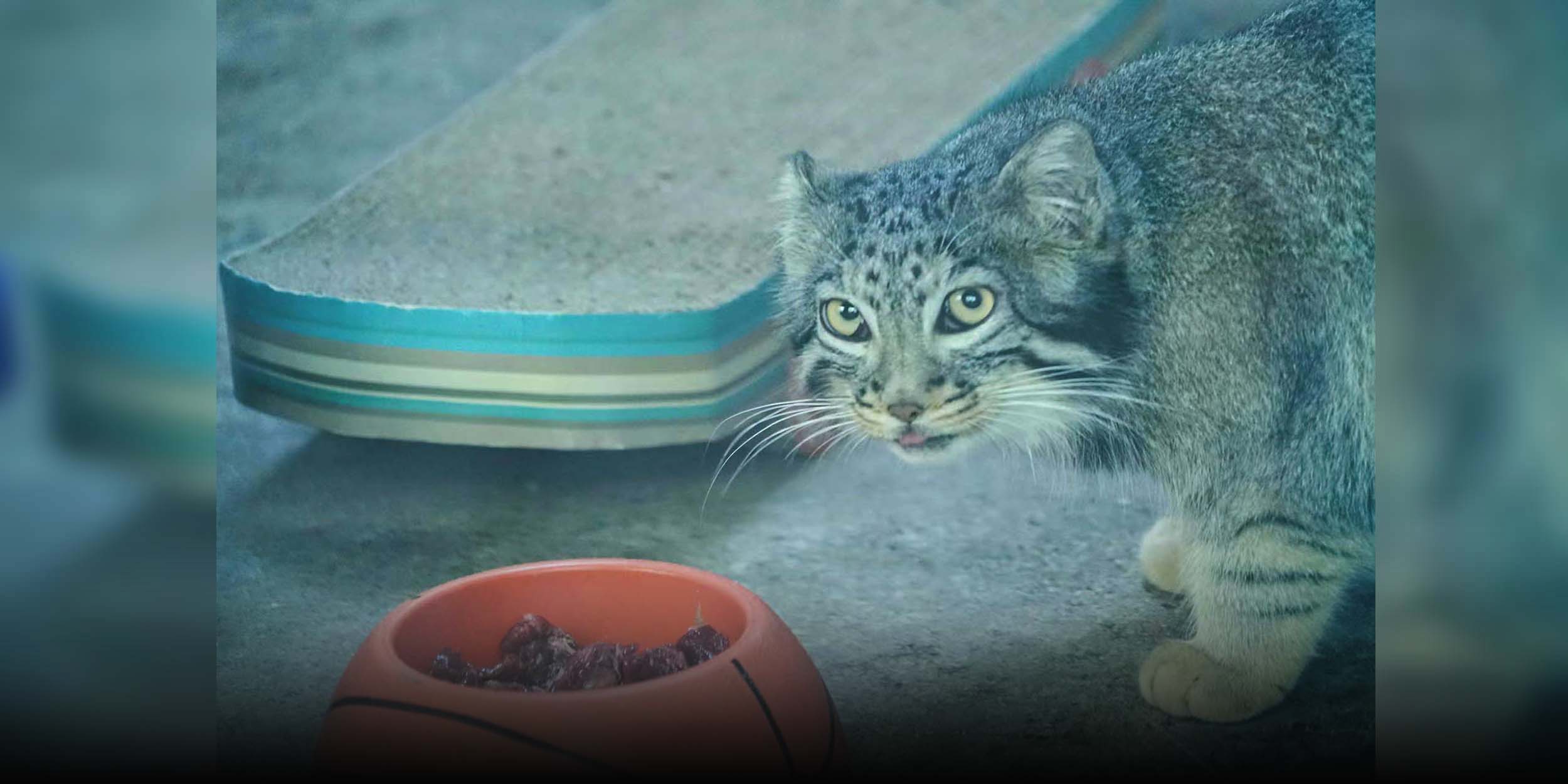 China’s First Artificially Bred Pallas’s Cat Dies in Qinghai Park