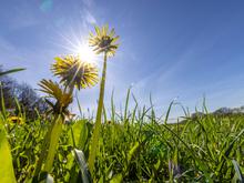 Temperaturen steigen auf bis zu 25 Grad: Das Wochenende wird sonnig und warm – nahezu überall