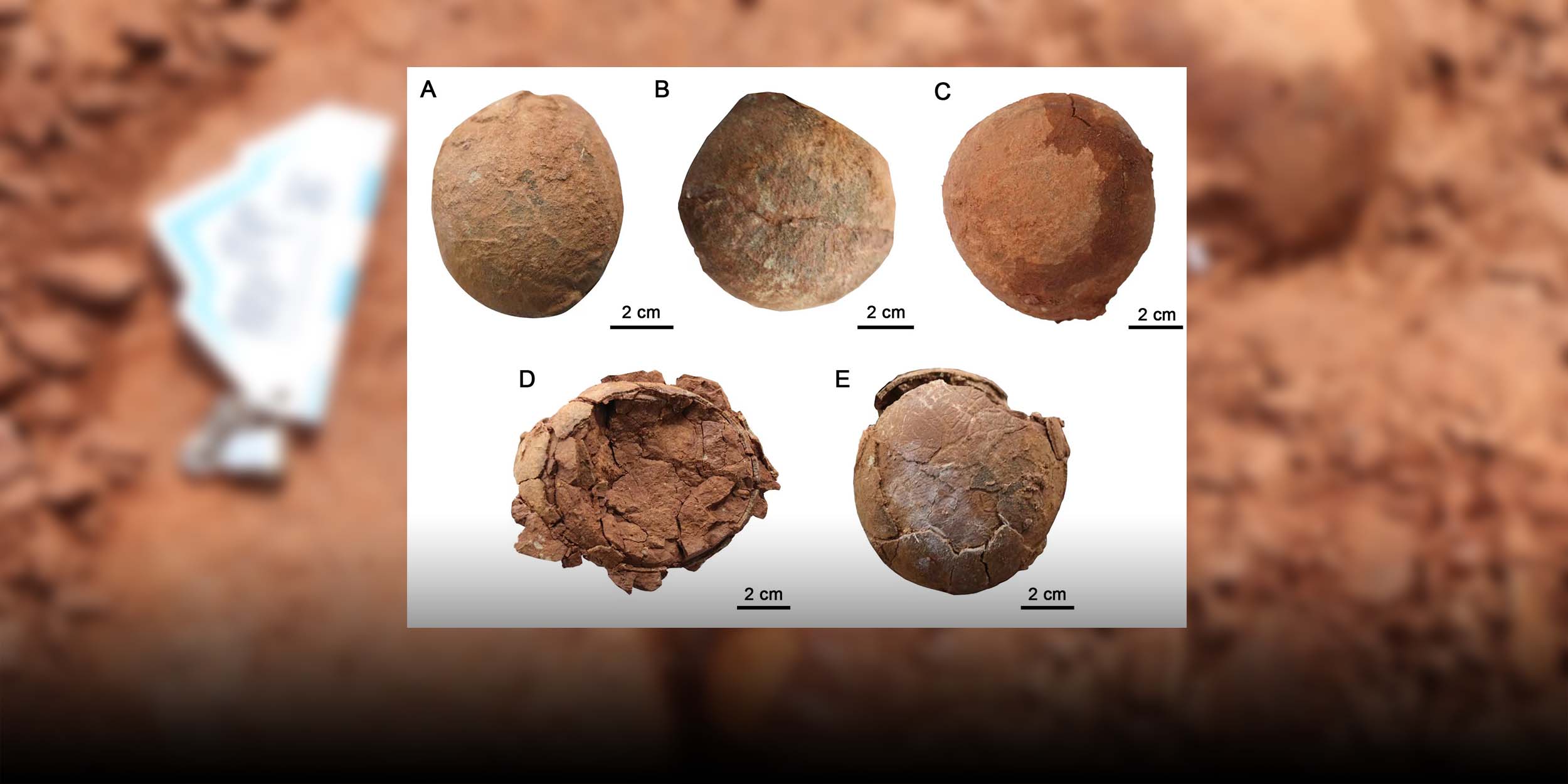 Chinese Scientists Discover New Kind of Dinosaur Egg