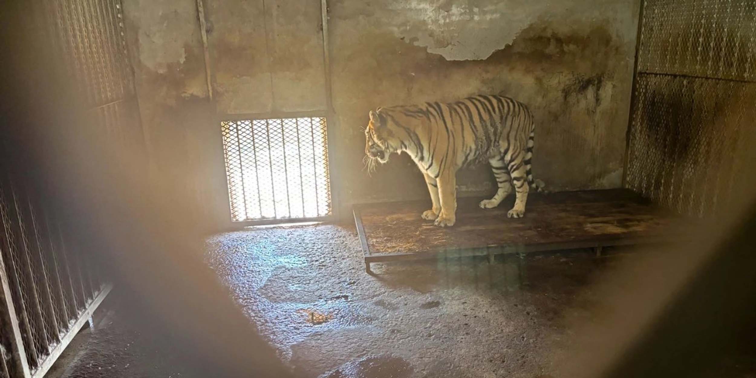 Freezers Full of Dead Tigers Found Inside Chinese Zoo