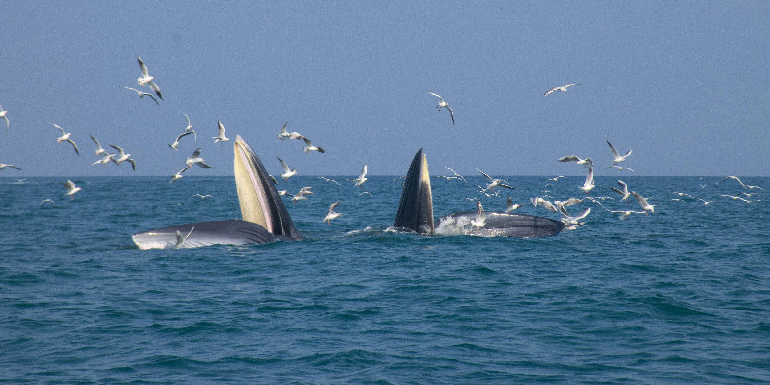 Can China Protect Its Whales?