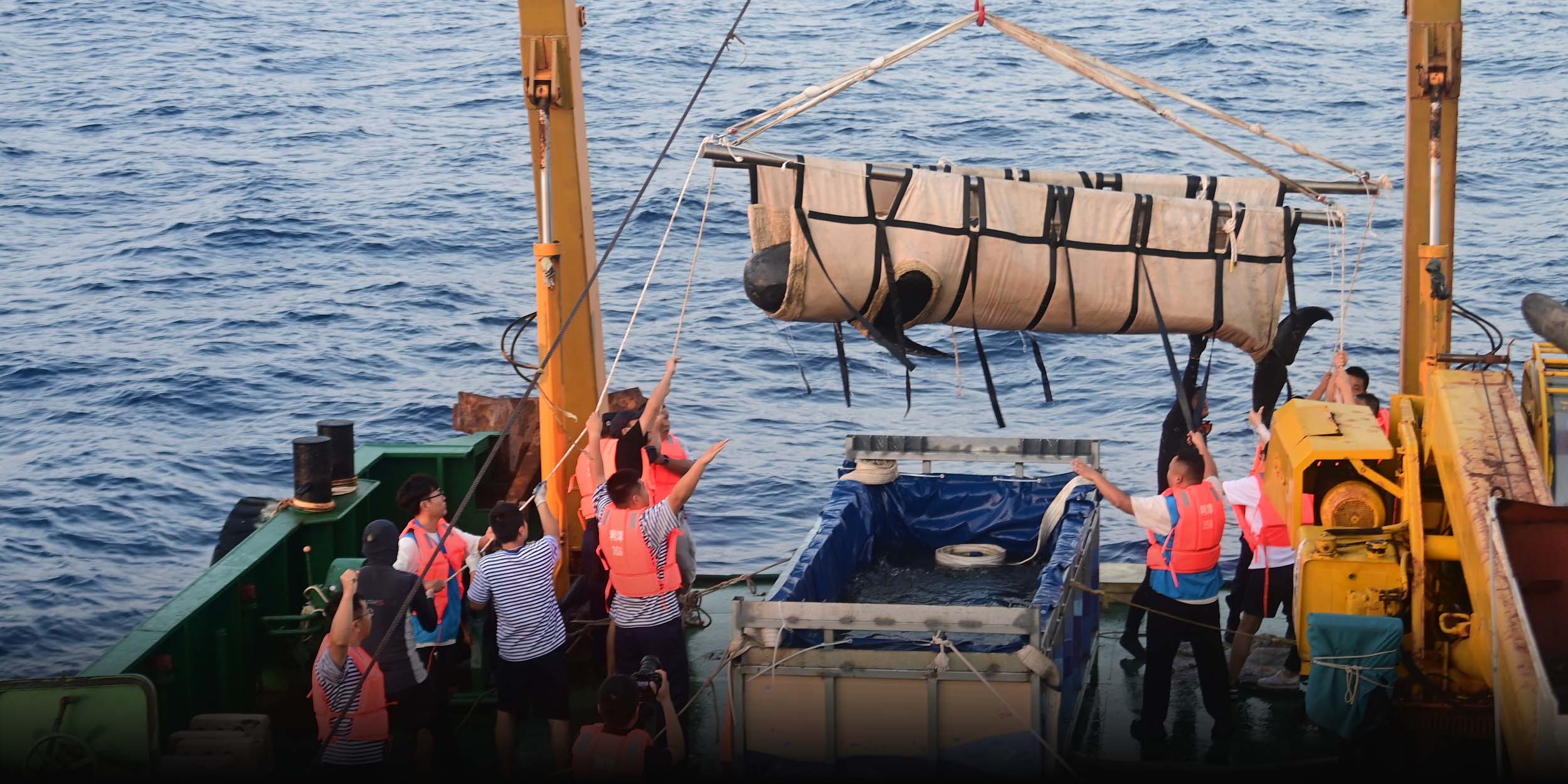 Haitang, the Lost Chinese Whale, Finally Swims to Freedom