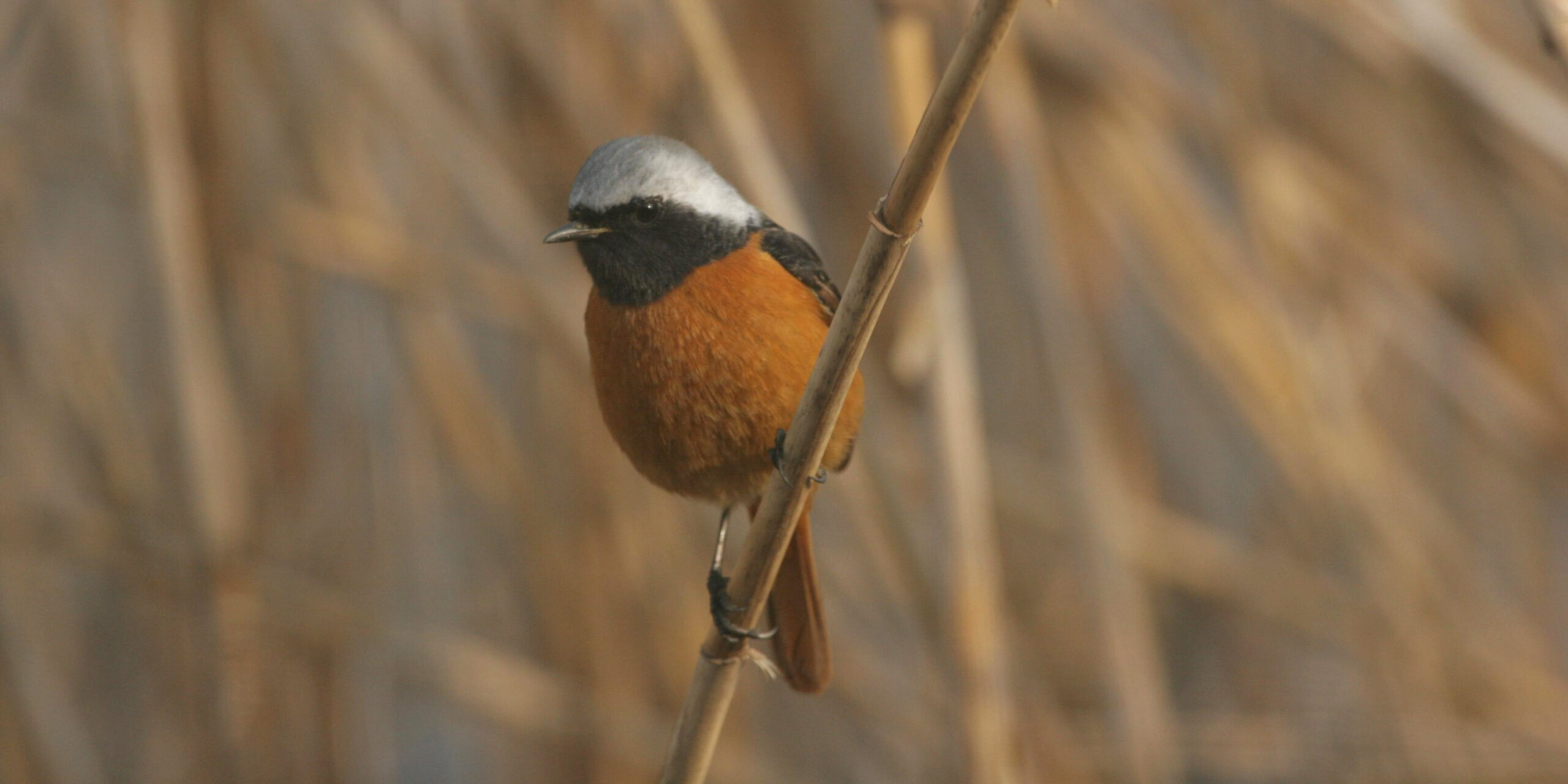 The Bird-Whistling Guardian of Shanghai’s First World Heritage Site