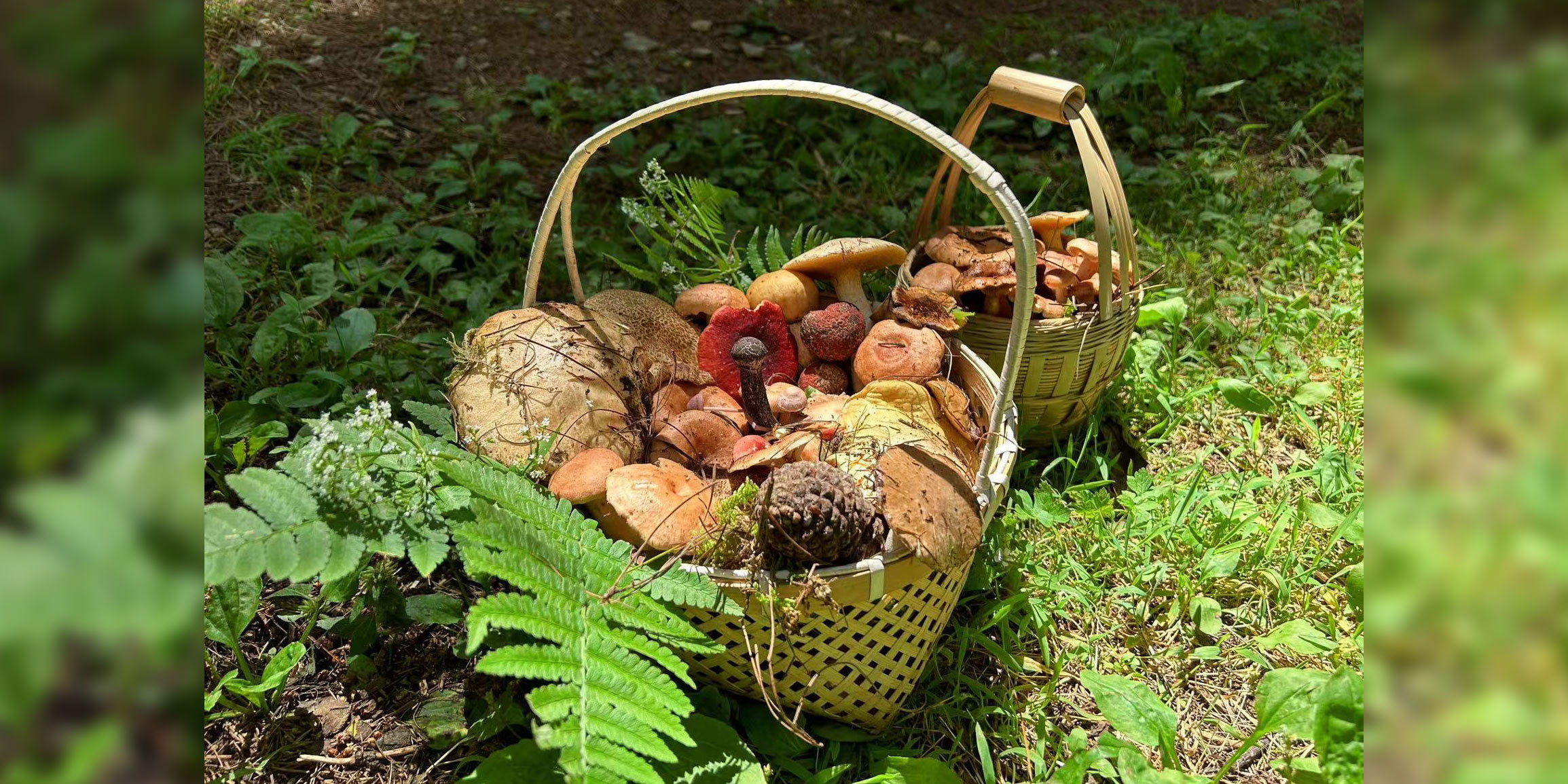 Growing Wild: Why Young China Can’t Get Enough of Mushroom Hunts