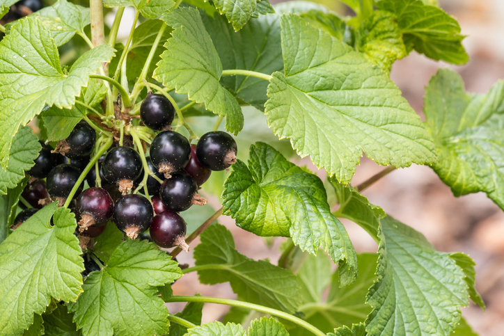 Bioactive from blackcurrants found to boost mood in healthy adults – New Zealand research