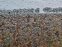 Bei höchstens 14 Grad: Regenwetter in Berlin und Brandenburg