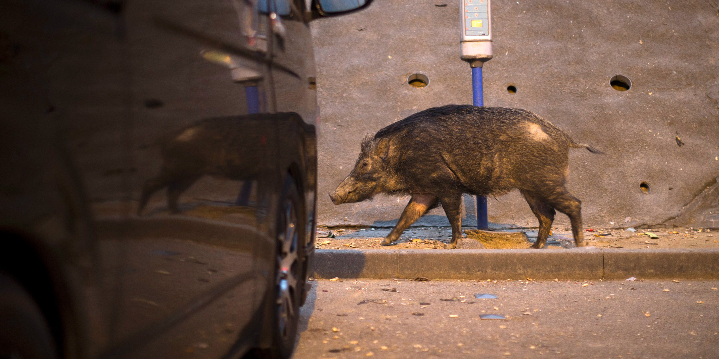 China Moves to Tackle a Growing Menace: Rampaging Boars