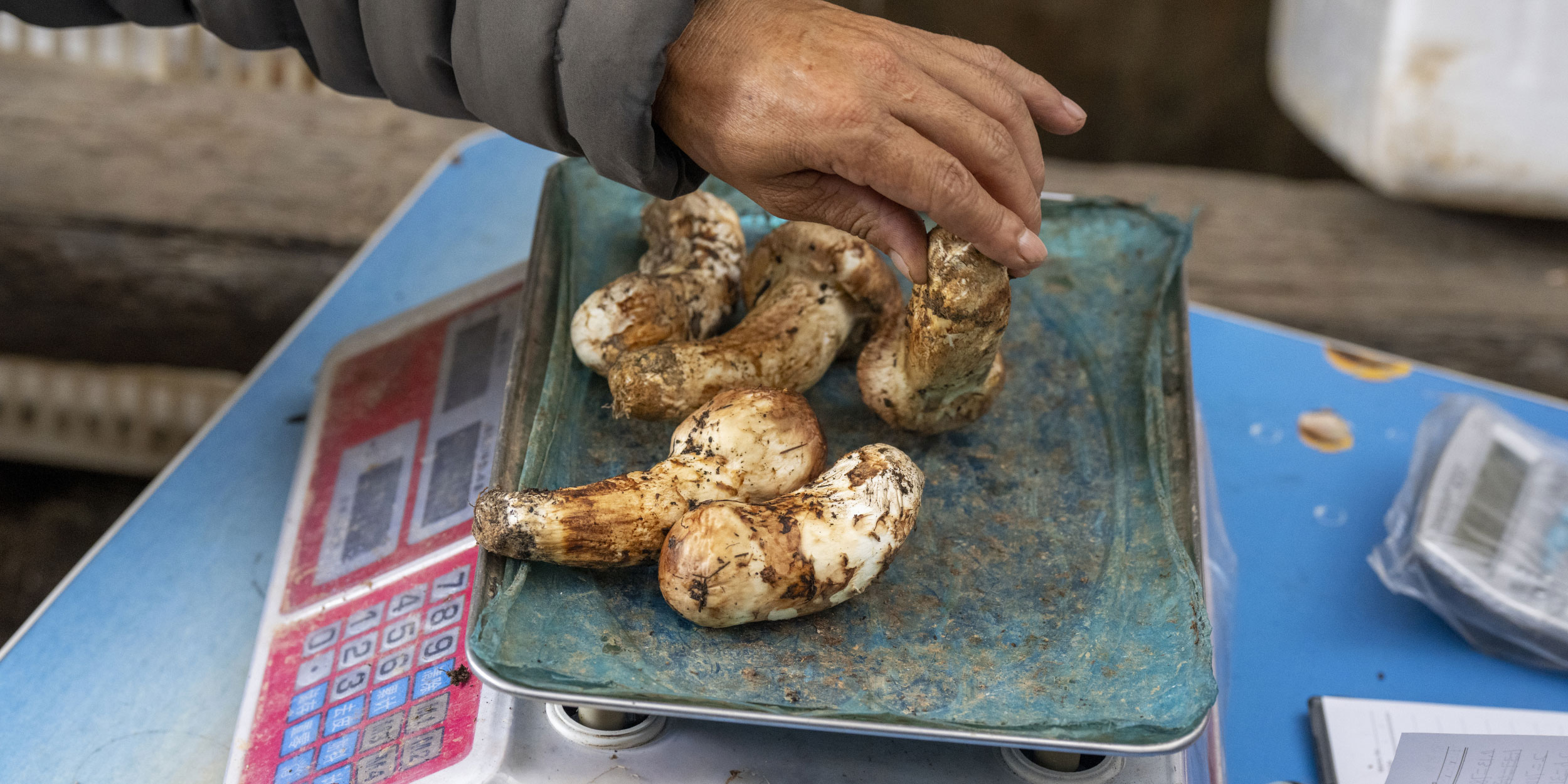 Finding Meaning in a Chinese Mushroom