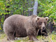 Tierischer Wettbewerb: „Fat Bear“-Wahl: „Pummelige“ Braunbärin Grazer ist Siegerin