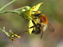 Naturschutz: Mehr Blühflächen für Berliner Wildbienen