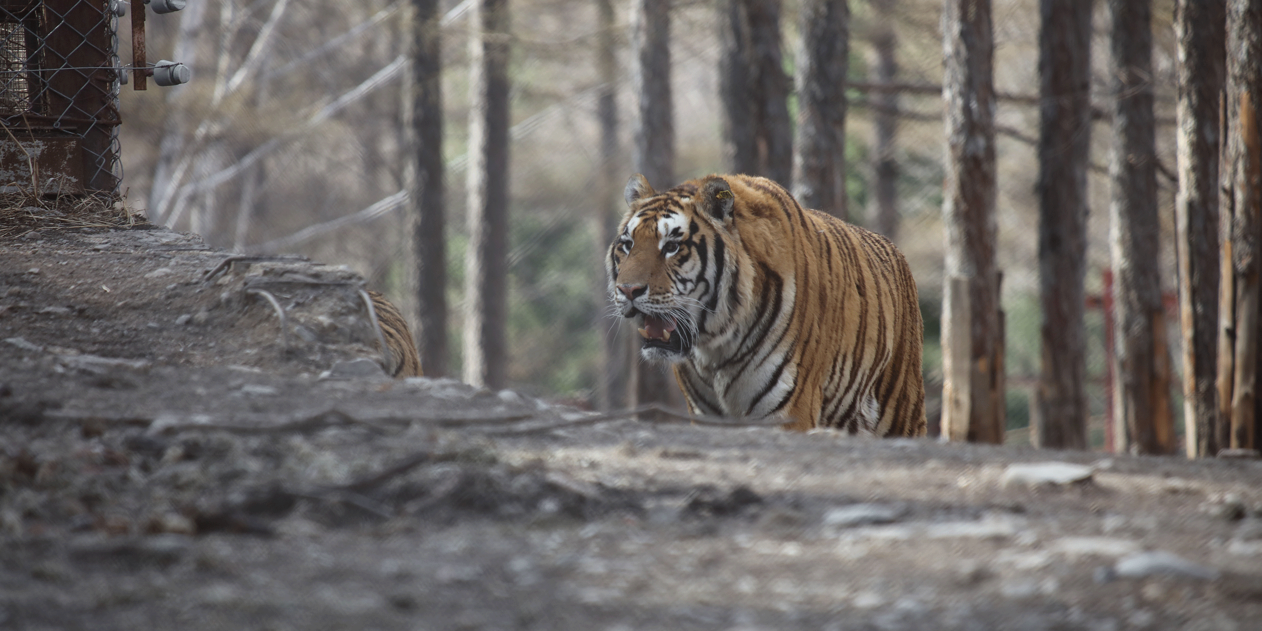 In Northeast China, a Rogue Tiger Terrorizes an Unsuspecting Village