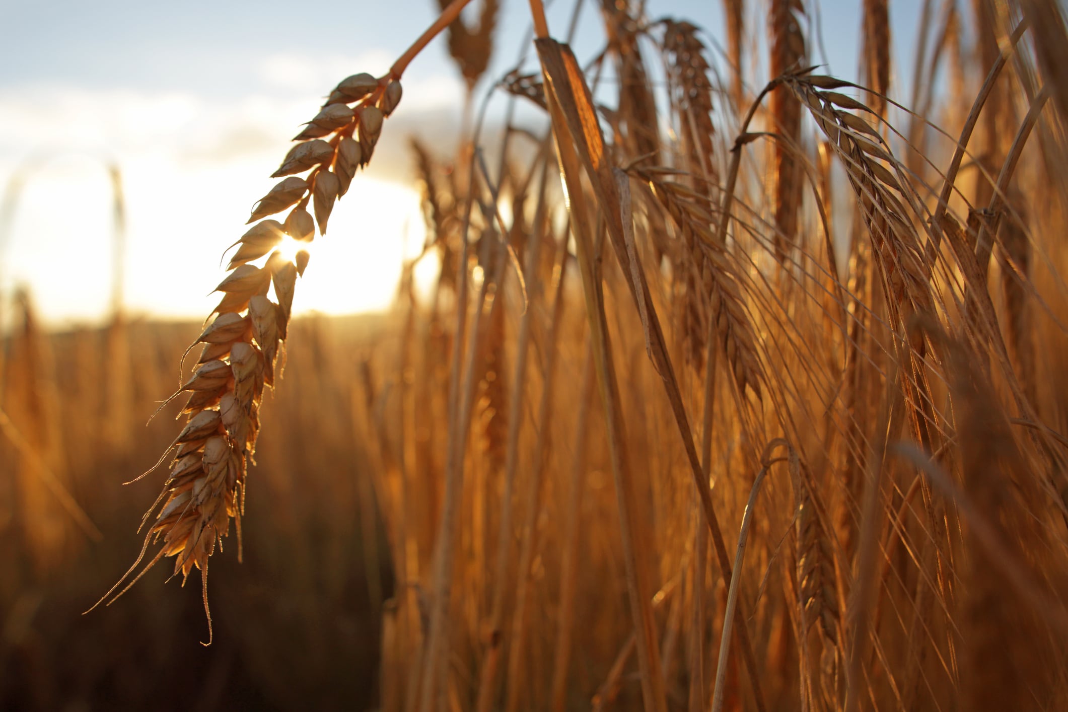 Concurrent barley and natto consumption shows obesity prevention promise – study